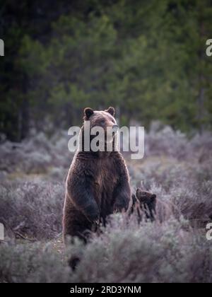 Une vache adulte d'ours brun connue sous le nom de #399 se lève alors qu'elle regarde la foule de visiteurs du parc réunis pour la regarder elle et son petit printanier au parc national Grand Teton à Moose, Wyoming. L'ours #399 est le plus ancien grizzli documenté dans la région du Grand Yellowstone à avoir été coupé à l'âge de 27 ans. Banque D'Images