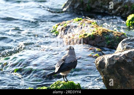 Gros plan corbeau noir debout sur le rocher près de la mer. Foyer sélectif de corbeau. Banque D'Images