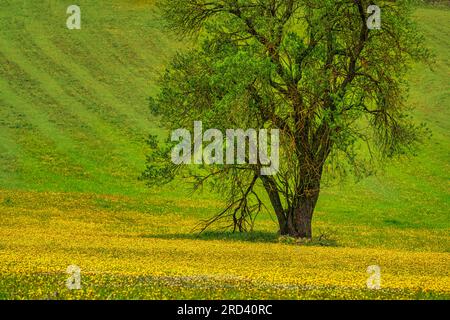 prairie couverte de fleurs jaunes et d'amandiers au printemps Banque D'Images