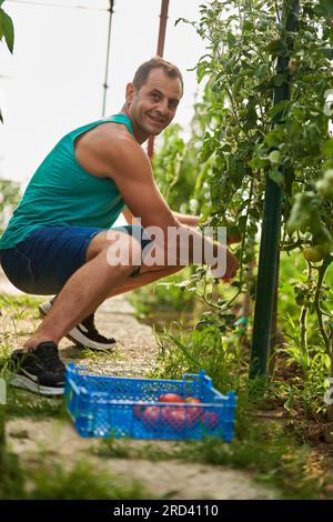 Fermier cueillant des tomates dans une caisse dans son jardin de serre Banque D'Images