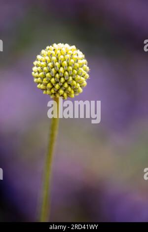 Portrait naturel de plantes à fleurs rapprochées de l'intrigante Craspedia globosa, sous un beau soleil d'été Banque D'Images