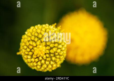 Portrait naturel de plantes à fleurs rapprochées de l'intrigante Craspedia globosa, sous un beau soleil d'été Banque D'Images