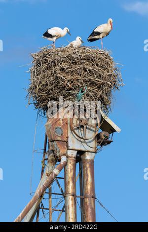 Europe, Espagne, Castille-et-León, Fromista, cigognes nichant au sommet d'une cheminée au-dessus d'un bâtiment industriel sur l'avenue Carmen Montes Banque D'Images