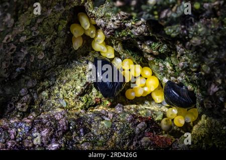 Escargot de Turban noir, Tegula funebralis, avec des oeufs de chien rayé, sur un rocher à marée basse à point of Arches, parc national olympique, Washington Sta Banque D'Images