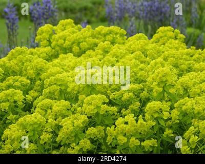 Euphorbia 'palustris' (pousse des marais) plante à fleurs sur le parterre de fleurs de jardin de campagne anglais (plantes vivaces en gros plan) - West Yorkshire, Angleterre, Royaume-Uni. Banque D'Images