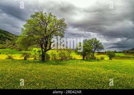 prairie couverte de fleurs jaunes au printemps Banque D'Images