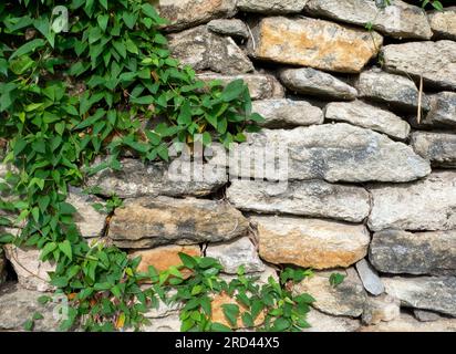 Feuilles de Fart (Paederia foetida) plante grimpante, Skunkvine Creeper sur le mur de pierre. Banque D'Images