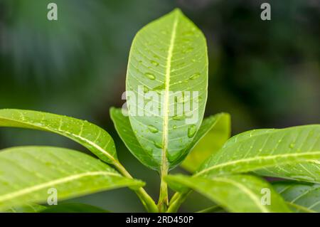 Mangue verte (Mangifera indica L.) jeunes feuilles peu focalisées. Banque D'Images