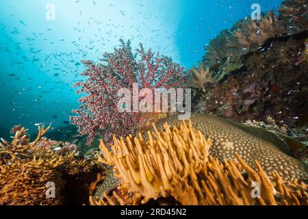 Les récifs coralliens colorés, Raja Ampat, Papouasie occidentale, en Indonésie Banque D'Images