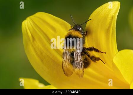 Bumblebee de jardin (Bombus hortorum) gros plan sur les pétales d'un noirly jaune Banque D'Images