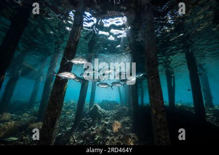 École Bigeye Trevally sous Jetty, Caranx sexfasciatus, Raja Ampat, Papouasie occidentale, Indonésie Banque D'Images