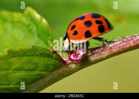 Coccinelle asiatique mangeant le nectar d'une glande de nectar extraflorale sur tige foliaire Banque D'Images