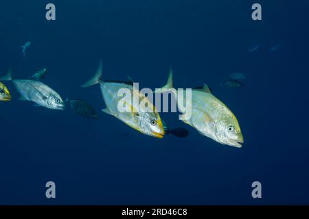 Trevally à taches oranges, Carangoides bajad, Raja Ampat, Papouasie occidentale, Indonésie Banque D'Images