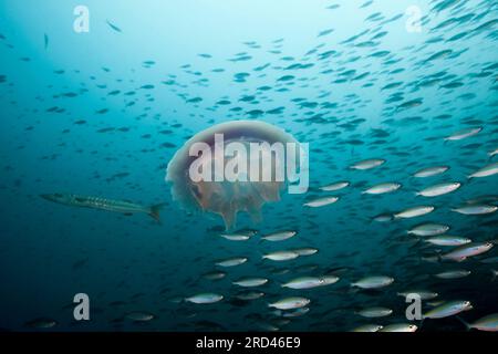 Méduse flottant en mer, Raja Ampat, Papouasie occidentale, Indonésie Banque D'Images