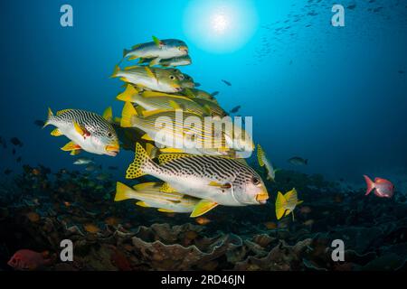 Banc de gaterins, ruban jaune Plectorhinchus polytaenia, Raja Ampat, Papouasie occidentale, en Indonésie Banque D'Images