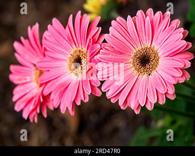 Trois fleurs roses dans une ligne Banque D'Images