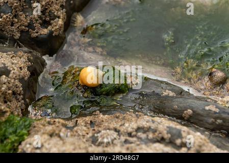 Buvette jaune sur la piscine de roche avec des limpets, des coquilles supérieures et des algues Banque D'Images