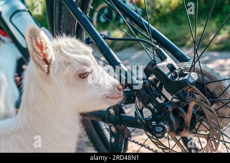 Enfants de chèvre blanche inspectant le vélo dans le village sur la route Banque D'Images