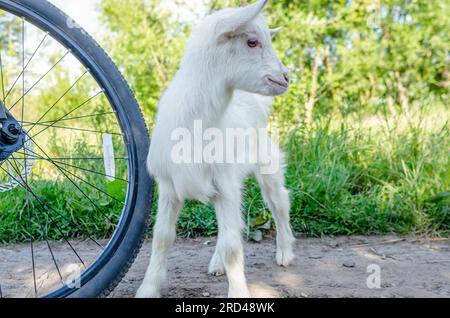 Enfants de chèvre blanche inspectant le vélo dans le village sur la route Banque D'Images