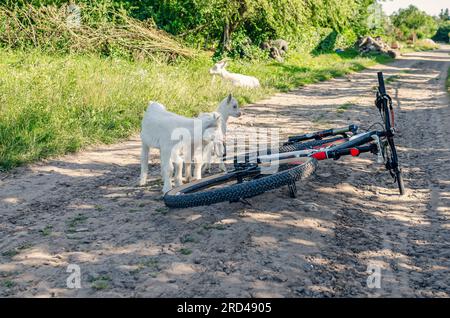 Enfants de chèvre blanche inspectant le vélo dans le village sur la route Banque D'Images