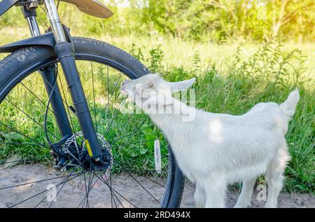 Enfants de chèvre blanche inspectant le vélo dans le village sur la route Banque D'Images