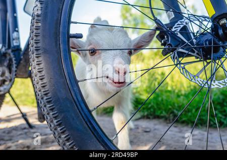 Enfants de chèvre blanche inspectant le vélo dans le village sur la route Banque D'Images