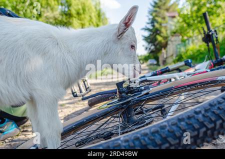 Enfants de chèvre blanche inspectant le vélo dans le village sur la route Banque D'Images