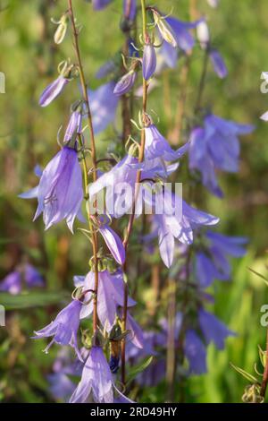 Campanula fleur de cloche bleue dans le jardin. Prairie fleurie avec des bells bleus. Banque D'Images