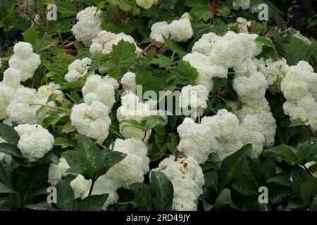 Gros plan des fleurs blanches du jardin fleuri arbuste hortensia quercifolia harmonie. Banque D'Images