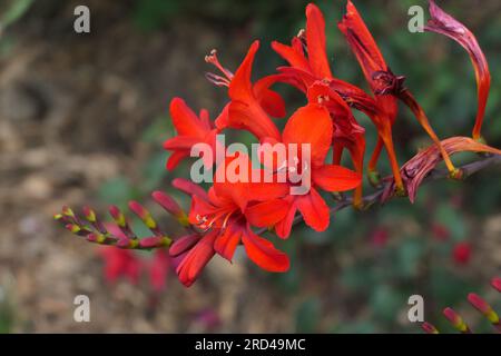 Vibrant Crocosmia Lucifer forte fleur écarlate sur un fond flou. Composition florale de vue latérale pour le bien-être, marketing de marque de jardinage floral. Banque D'Images