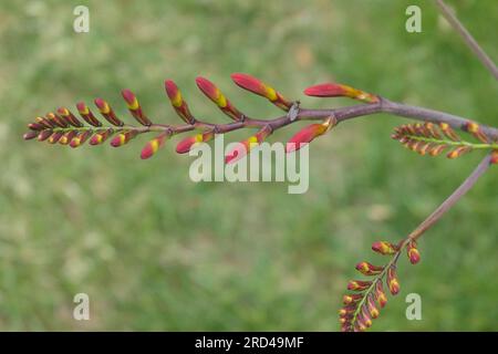 Vibrant Crocosmia Lucifer boutons de fleurs écarlate forts sur fond flou. Composition de vue latérale avec espace de copie pour les marques de jardin floral de bien-être. Banque D'Images