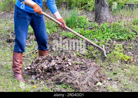 Au printemps, une femme d'âge moyen en vêtements bleus ratisse l'herbe fanée avec un râteau en métal dans son jardin. Banque D'Images