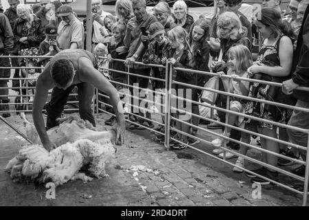 Démonstration de tonte de moutons à une foire du mouton sur la place du marché, Ashbourne, Derbyshire, Angleterre Banque D'Images