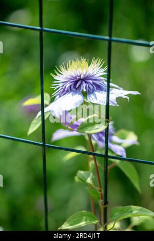 Belle fleur de lilas de clématite éponge lumière bleue. jardinage, culture de fleurs Banque D'Images