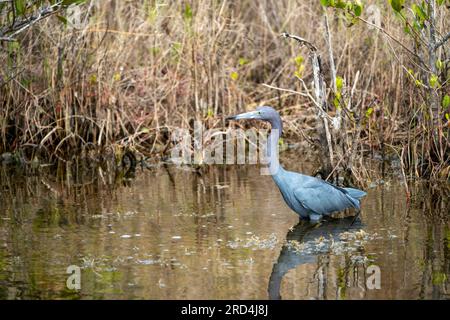 Le petit oiseau de héron bleu, également connu sous le nom de Hen indien, se délasse dans l'eau à la réserve naturelle nationale de Merritt Island en Floride Banque D'Images