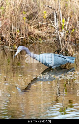 Le petit oiseau de héron bleu, également connu sous le nom de Hen indien, se délasse dans l'eau à la réserve naturelle nationale de Merritt Island en Floride Banque D'Images