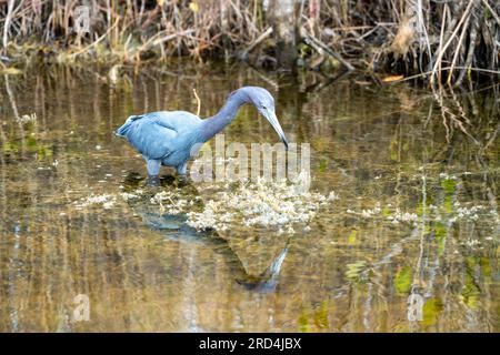 Le petit oiseau de héron bleu, également connu sous le nom de Hen indien, se délasse dans l'eau à la réserve naturelle nationale de Merritt Island en Floride Banque D'Images