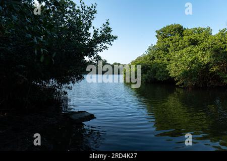 Arbre Silhouette par une rivière calme traverser la mangrove à Cartagena de Indias, Colombie au coucher du soleil Banque D'Images