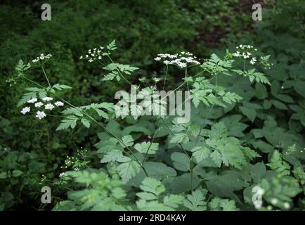 La plante toxique chaerophyllum temulum pousse dans la nature Banque D'Images