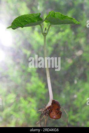 Runner Bean - St George - premières vraies vraies feuilles Banque D'Images