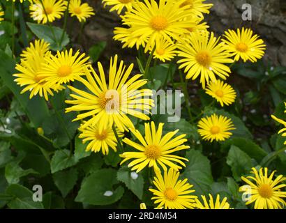 Au printemps, la camomille doronicum jaune fleurit sur le lit à fleurs Banque D'Images