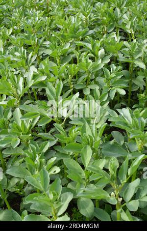 Au printemps, le jeune haricot (Vicia faba) pousse dans un champ agricole Banque D'Images