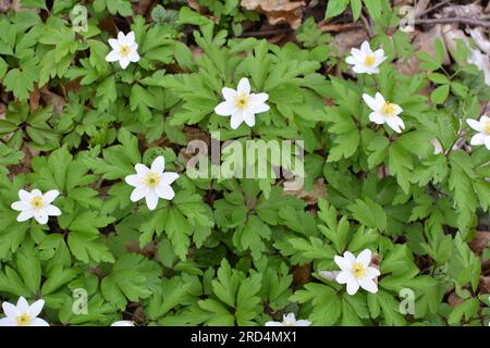 Dans la faune de la forêt fleurissent au début du printemps plante vivace Anemone nemorosa Banque D'Images