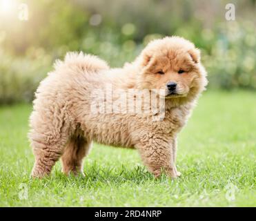 Mignon, animaux de compagnie et herbe avec portrait de chien sur la pelouse d'arrière-cour pour les animaux, moelleux et mammifère. Été, environnement et nature avec chow chow chiot sur Banque D'Images