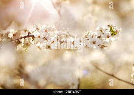 Une branche de prunier fleurie au soleil. Fleurs blanches denses d'un prunier, semblables aux fleurs de cerisier, par une journée ensoleillée Banque D'Images