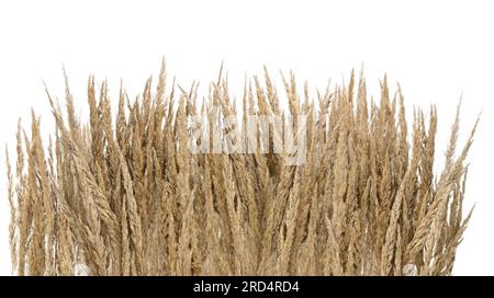 Herbes ornementales de couleur paille, sur fond blanc. Paruline roseau de sable, - Calamagrostis épigejos. Banque D'Images