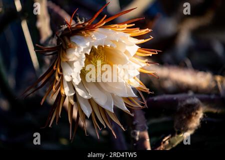 Potsdam, Allemagne. 18 juillet 2023. La fleur de la Reine de la nuit (Selenicereus grandiflorus) s'ouvre dans la lumière du soir au jardin botanique de Potsdam. La fleur de la plante de cactus n'ouvre que le soir à la nuit et seulement une fois par an. Crédit : Fabian Sommer/dpa/Alamy Live News Banque D'Images