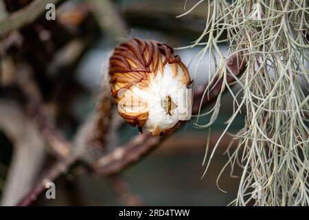 Potsdam, Allemagne. 18 juillet 2023. La fleur de la Reine de la nuit (Selenicereus grandiflorus) s'ouvre dans la lumière du soir au jardin botanique de Potsdam. La fleur de la plante de cactus n'ouvre que le soir à la nuit et seulement une fois par an. Crédit : Fabian Sommer/dpa/Alamy Live News Banque D'Images