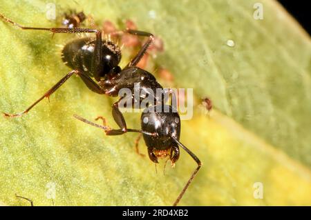 Fourmis et pucerons sur feuille. Gros plan extrême. Banque D'Images