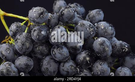 Bouquet de raisin foncé mûr avec des gouttes d'eau isolées sur fond noir Banque D'Images